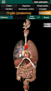 Órgãos Internos em 3D Anatomia