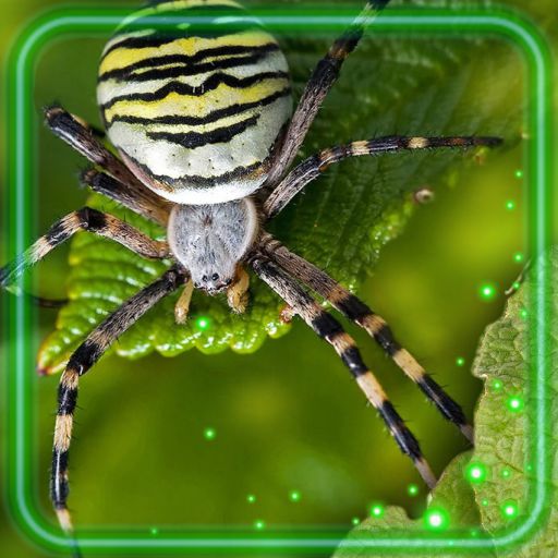 Spiders HD