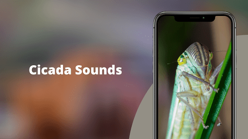 Cicada Sounds Screen 2