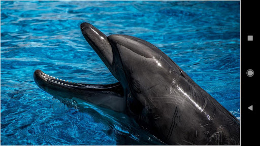 Beautiful Dolphin Wallpapers