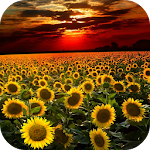 Sunflower Live Wallpaper Apk