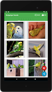 Budgerigar Camera for Parakeet スクリーンショット