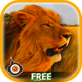 Wild Lion Shooting icon