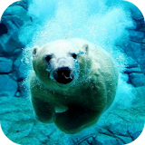 Polar Bear Swims Video LWP icon