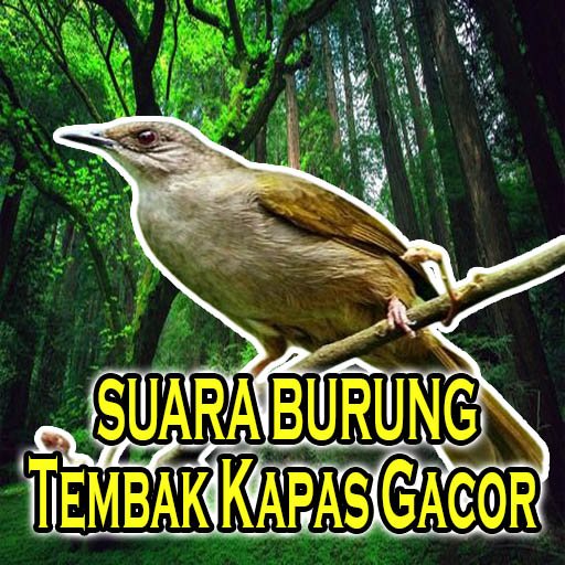 Suara Burung Tembak Kapas