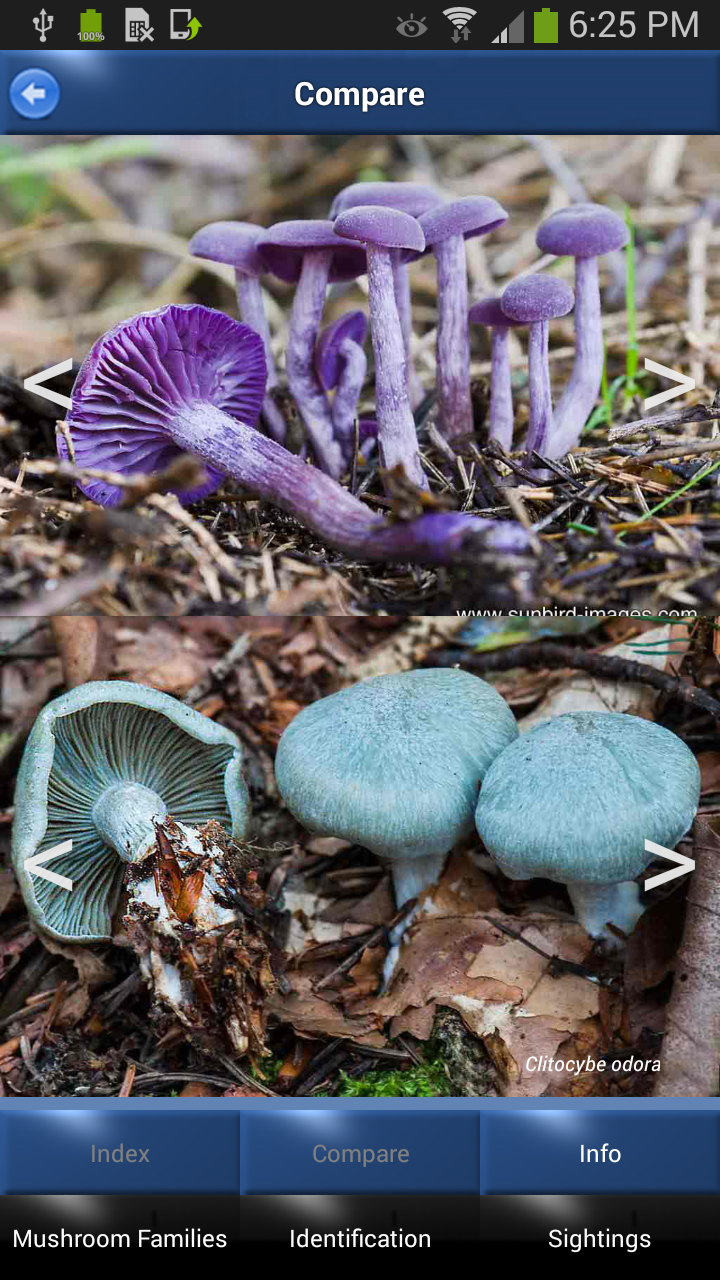 Android application Mushroom Id - British Fungi screenshort