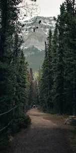 Forest phone wallpapers
