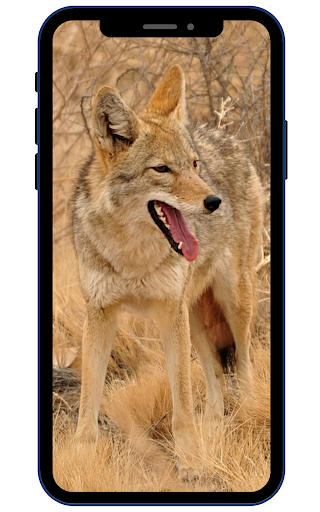 Android application Coyote Wallpaper screenshort