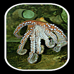Cover Image of Скачать giant squid  APK