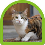 Cat Puzzle - Best For Kids icon