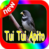 Coleiro Tui Tui Apito Complete Mp3 icon