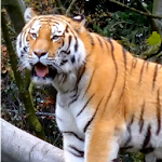 Cover Image of ดาวน์โหลด Tiger 3d Live Wallpaper  APK
