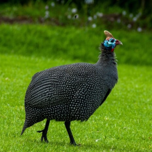 Guinea Fowl Sounds & Calls logo