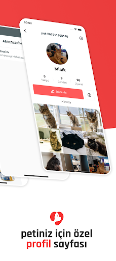 Kitty Kitty Pet Ekosistemi