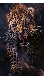 Papel de parede de leopardo