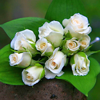 Белые Розы Живые Обои HD