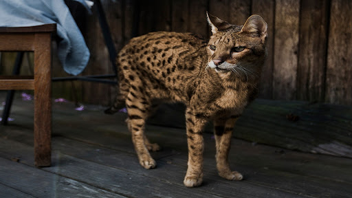 Exotic Cat Wallpapers Screenshot