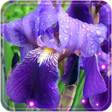 Irises Best icon
