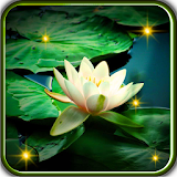 Lilies Water LWP icon