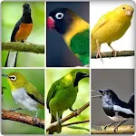 Cover Image of Download canto dos pássaros 1.0 APK