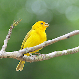 Singing canary to educate icon