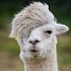 Alpaca Llama Wallpapers HD دانلود در ویندوز