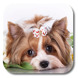 Cute Puppy Live Wallpaper icon