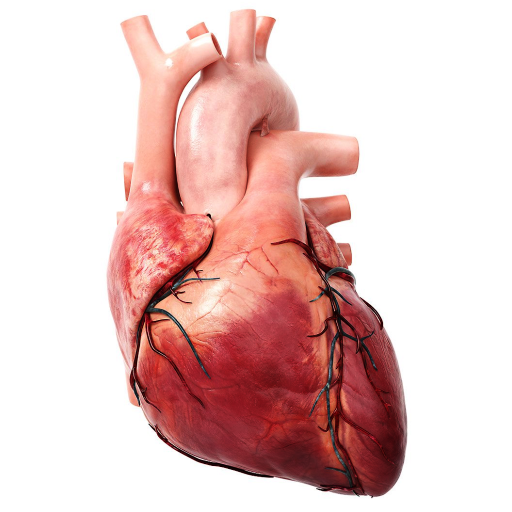 Human Heart Anatomy 3D