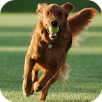 Cover Image of Télécharger Dog Training  APK