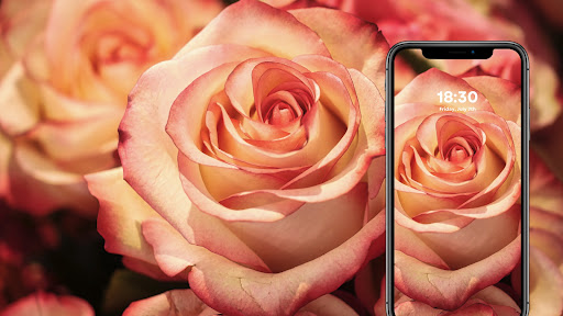 Flower Wallpapers Screen 3