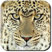 Cheetah Wallpapers 3 Icon