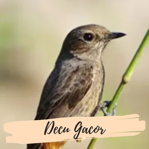 Suara Burung Decu Gacor Download on Windows