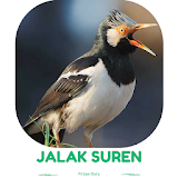 Master Kicau Jalak Suren Gacor icon