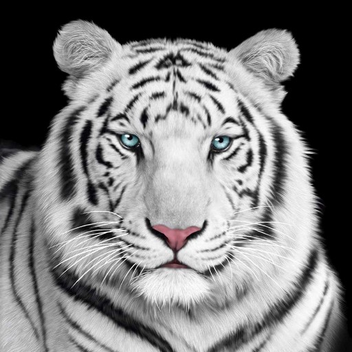 Tiger Wallpaper logo