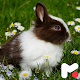 Rabbit Wallpapers Download on Windows