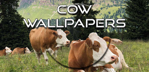 Cow Wallpapers - Apps on Google Play