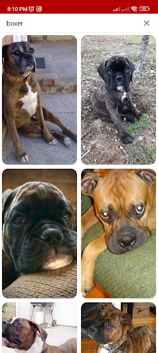 Cutie Dogs Photos Screen 3