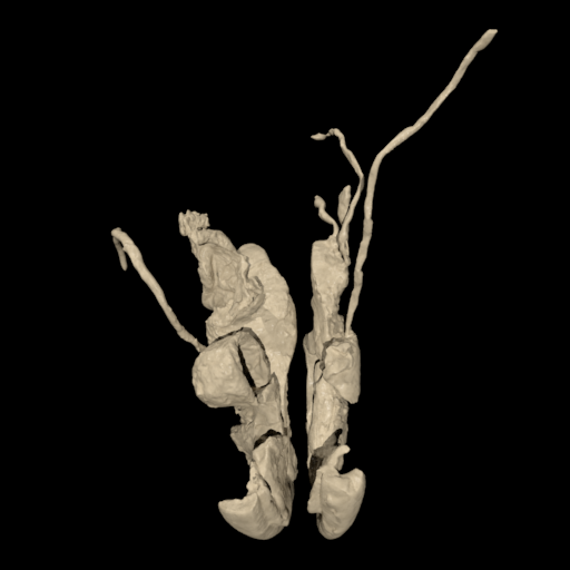 Digital Cadaver Library: Digit logo