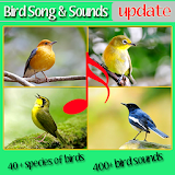 Top Bird Sounds and Song free icon