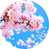 Sakura Wallpapers icon
