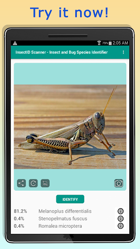 InsectID - Identify Insects