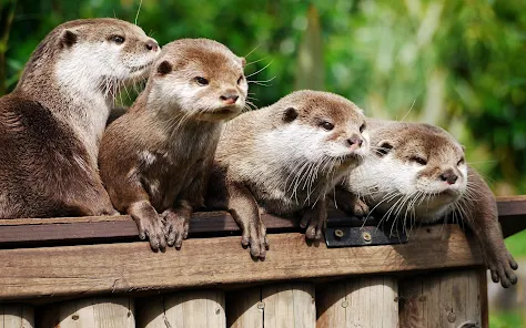 Otter Wallpaper Izinhlelo Zokusebenza Ku Google Play