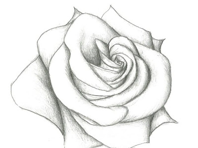 [最も選択された] 鉛筆画 花 247309-絵 鉛筆画 花
