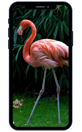 Flamingo Wallpapers Screen 3