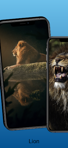 Android application Lion Wallpaper and Images HD screenshort