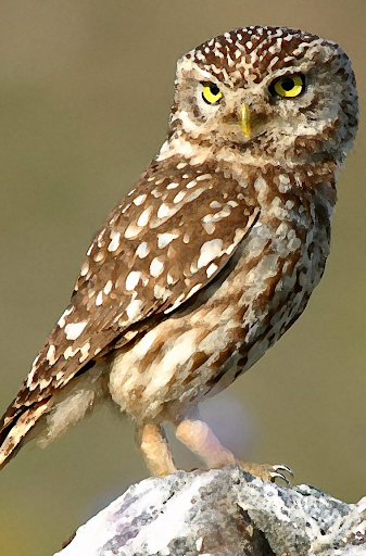 Android application Owl Bird Sounds screenshort