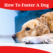 How To Foster A Dog  Icon