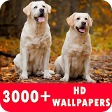 Labrador Retriever Live Wallpapers HD icon