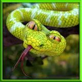 Angry Wild Anaconda Snake Attack : Jungle Survival icon