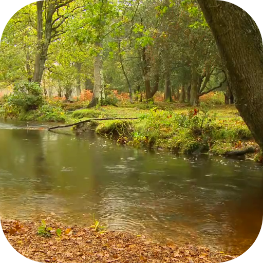 Rain in the forest Video LWP logo